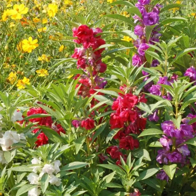 Pinetree Garden Seeds Double Camelia Mix Balsam Seeds 100 Seeds Shade
