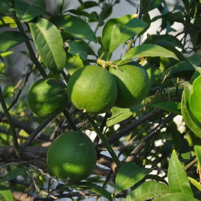 Epic Gardening Persian Bearss Lime Tree Seedless