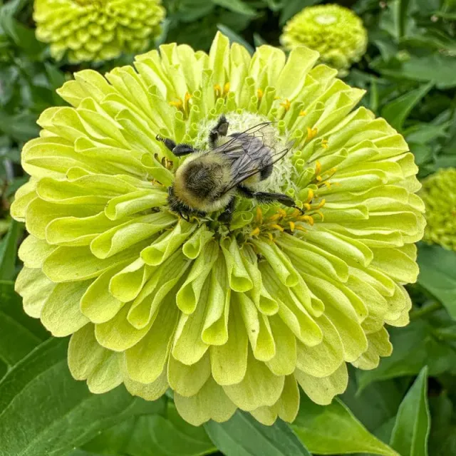 Pinetree Garden Seeds Giant Zinnia Seeds 25 Seeds Cut Flower