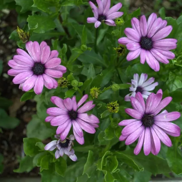 Pinetree Garden Seeds Lavender Shades African Daisy Seeds 10 Count