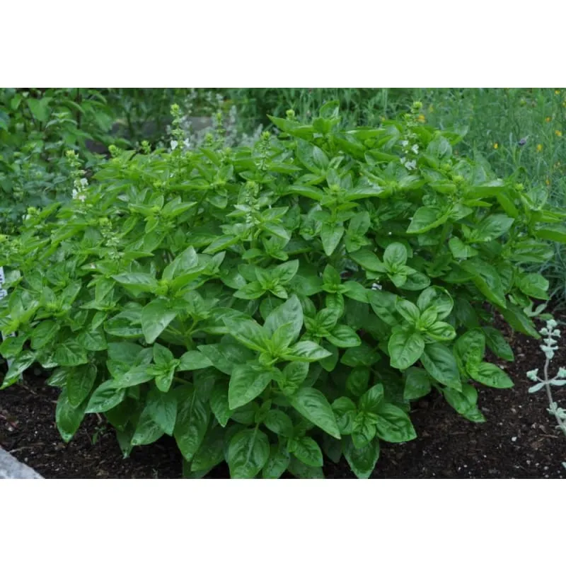 Pinetree Dolce Fresca Basil Herb Seeds 100 Seeds Compact