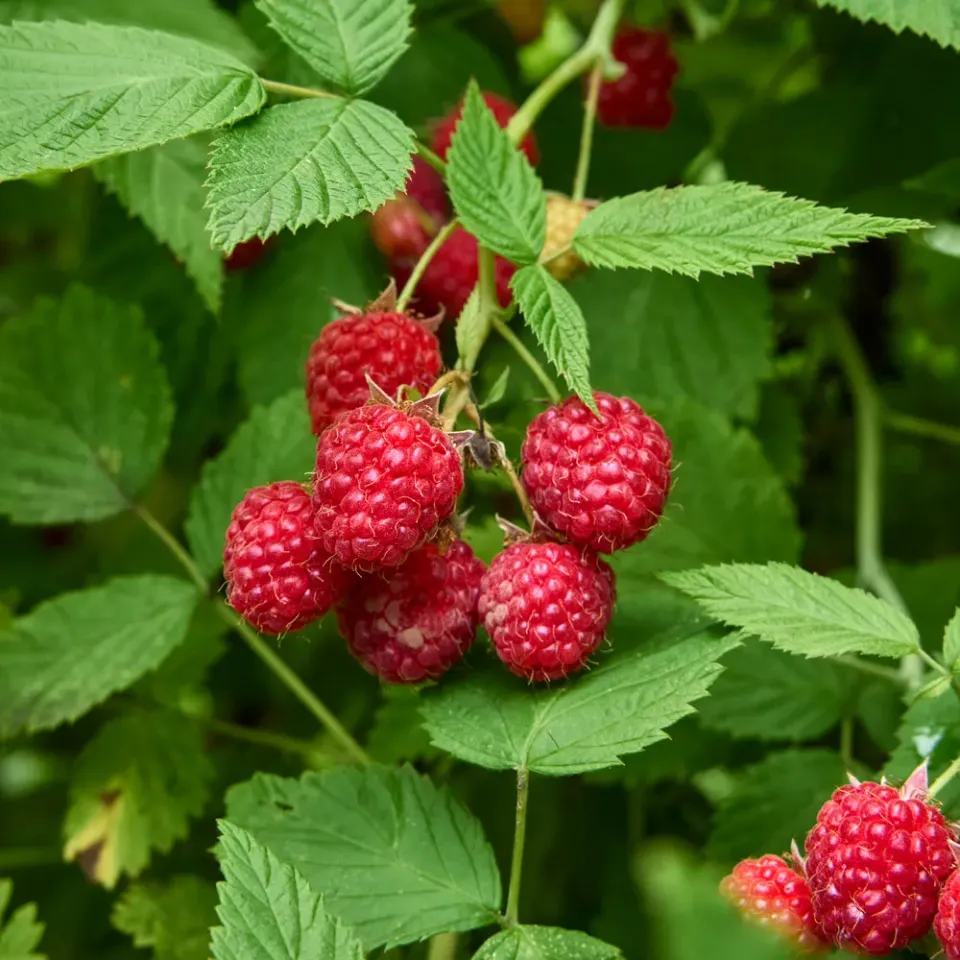 Burpee Prelude Raspberry Bare Roots 5 Roots Fall Crop