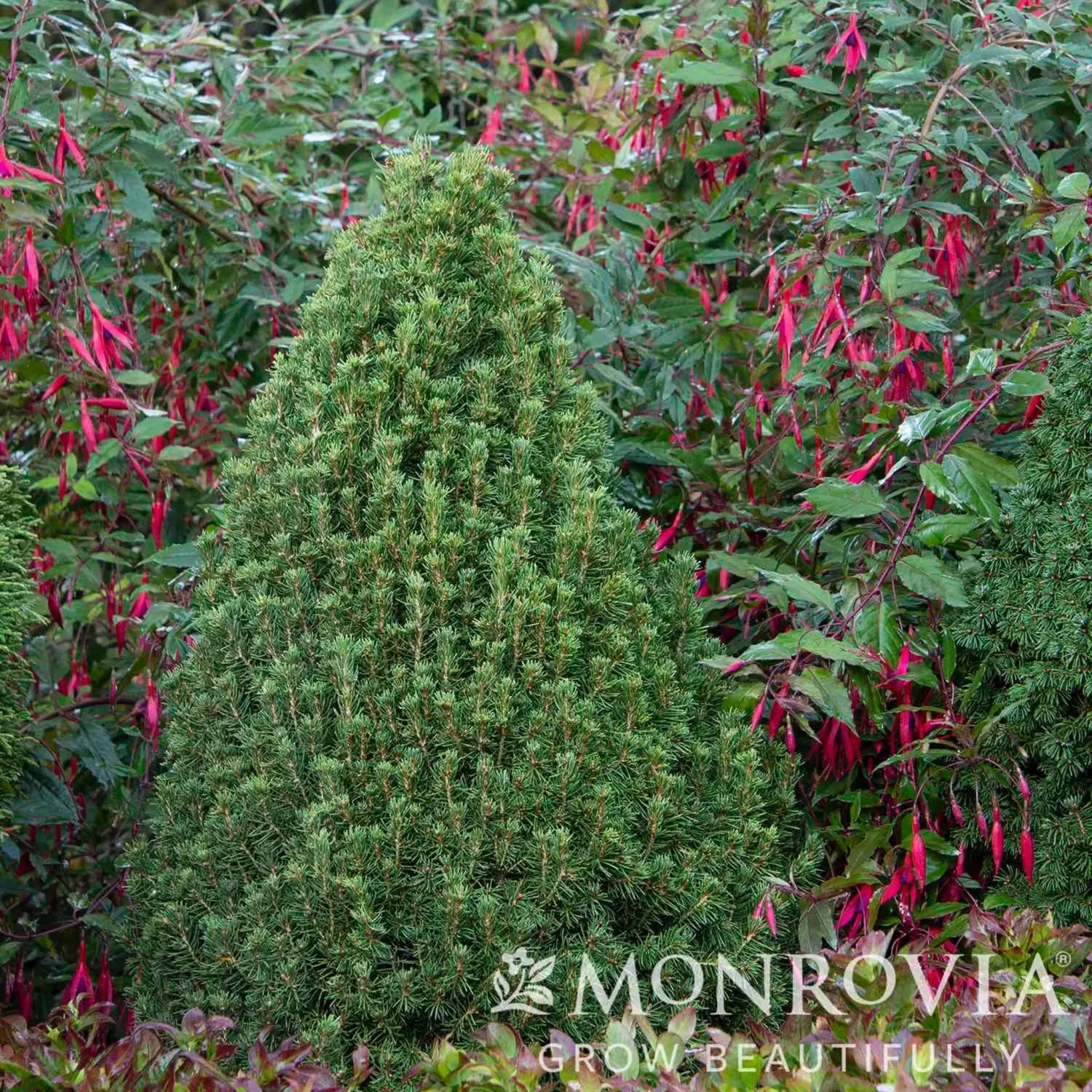 Epic Gardening Tiny Tower Dwarf Alberta Spruce Evergreen Tree