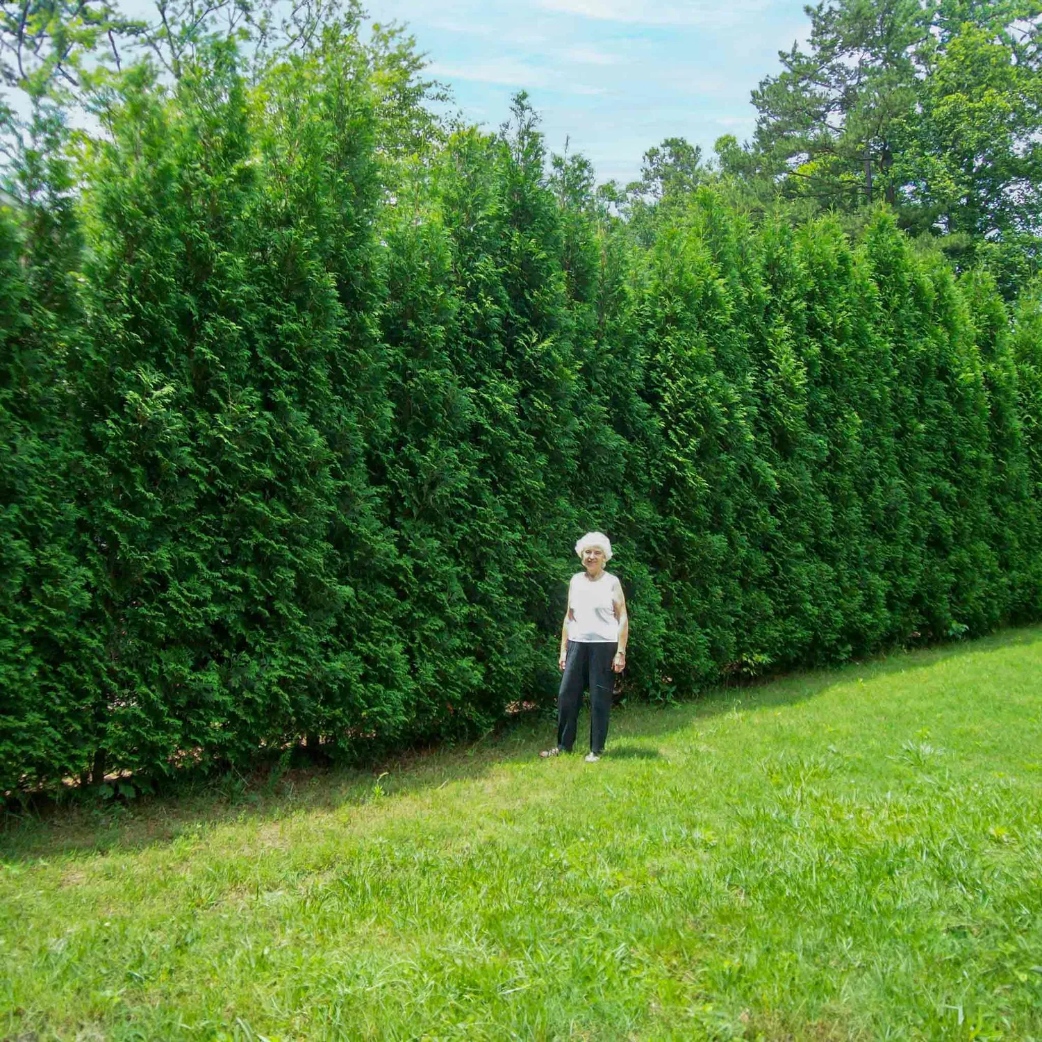 Epic Gardening American Pillar Thuja Evergreen
