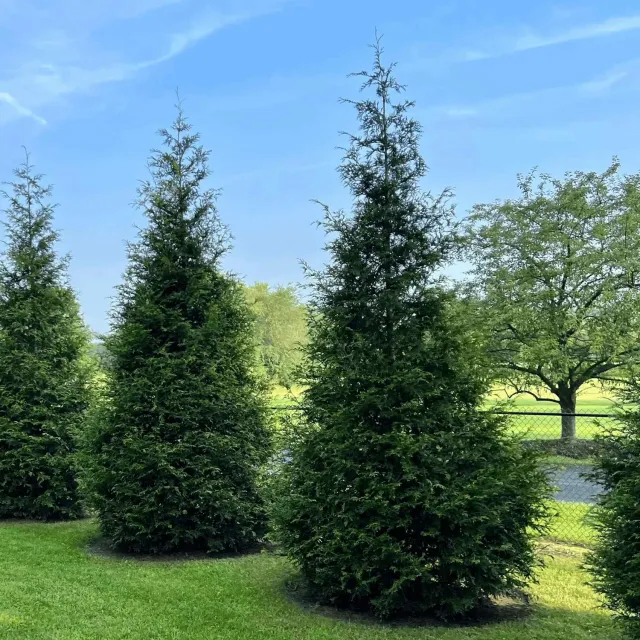 Epic Gardening Thuja Green Giant Live Tree