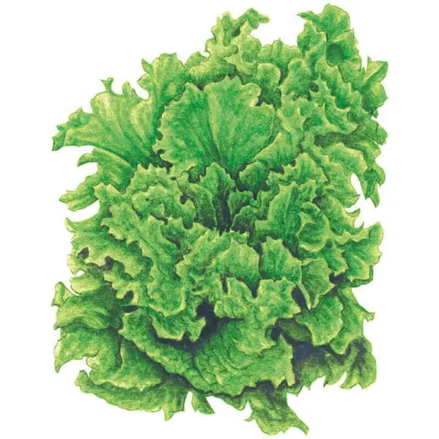 Epic Gardening Black Seeded Simpson Lettuce Seeds Heirloom