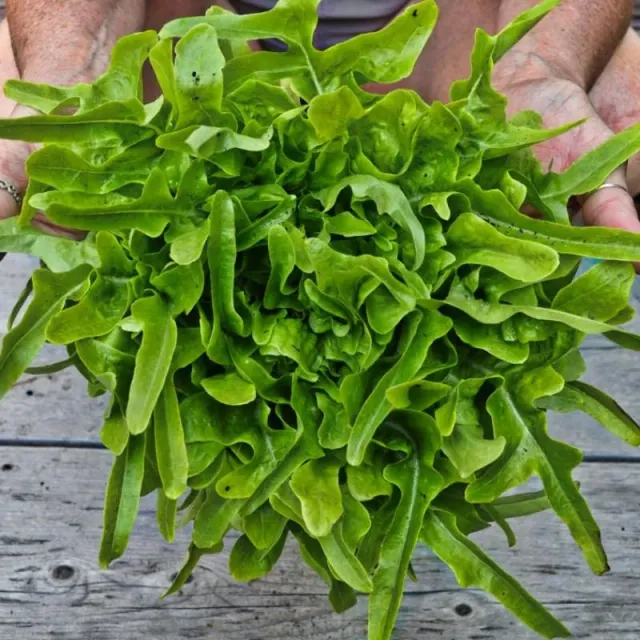Pinetree Garden Seeds Baby Oakleaf Lettuce Seeds 300 Seeds Loose Leaf
