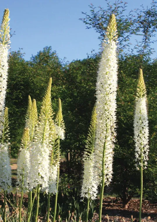 Brent & Becky's Bulbs White Beauty Eremurus Foxtail Lily