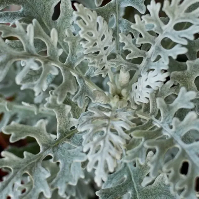 Pinetree Garden Seeds Dusty Miller Cineraria Flower Seeds 75 Silver