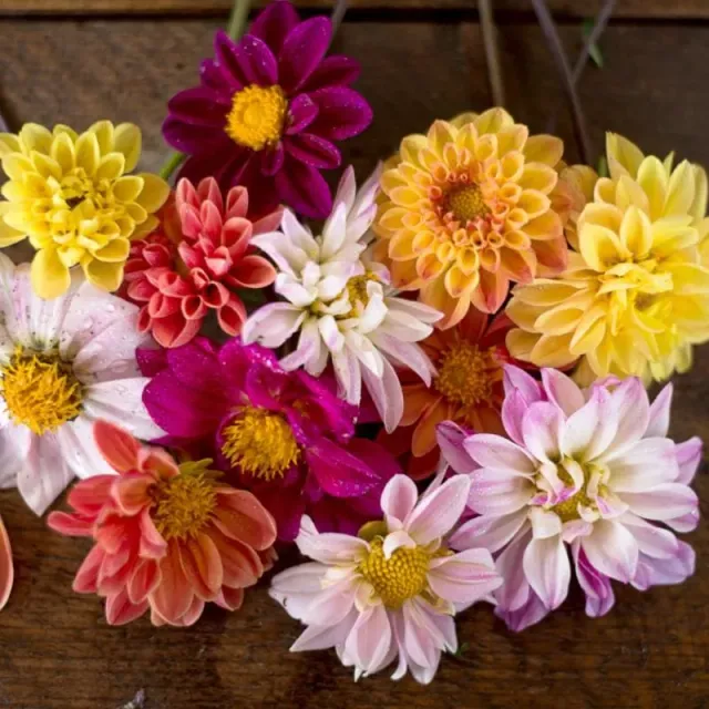 Pinetree Garden Seeds Double Extreme Dahlia Seeds 50 Seeds Sunset
