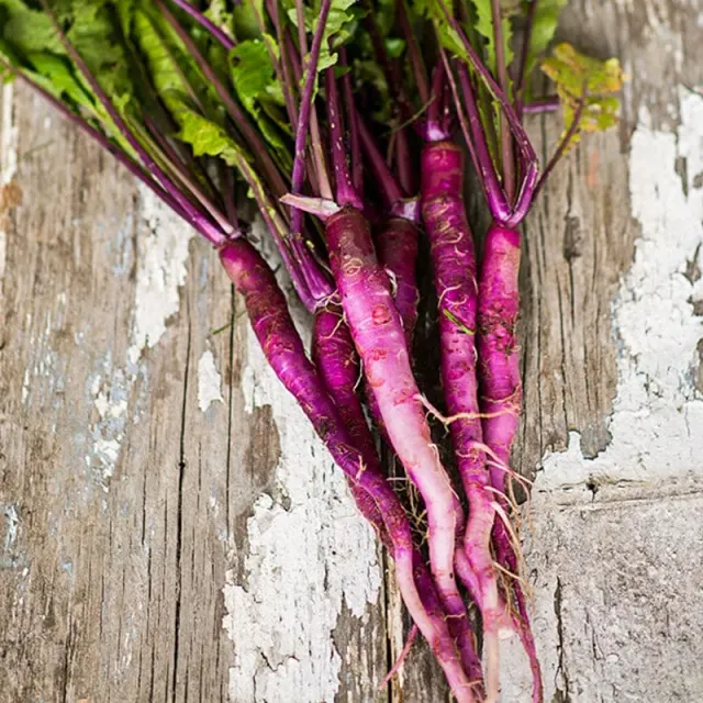 Pinetree Garden Seeds Hinona Kabu Turnip Seeds 100 Pack Heirloom