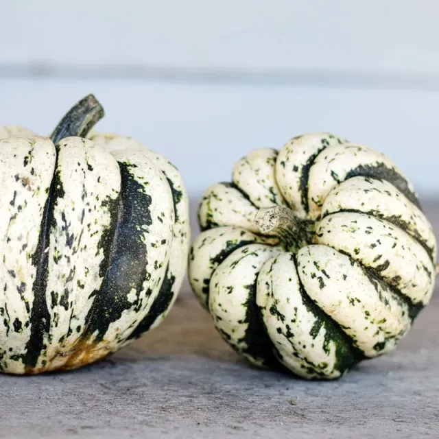 Pinetree Sweet Dumpling Squash Seeds 15 Seeds Winter