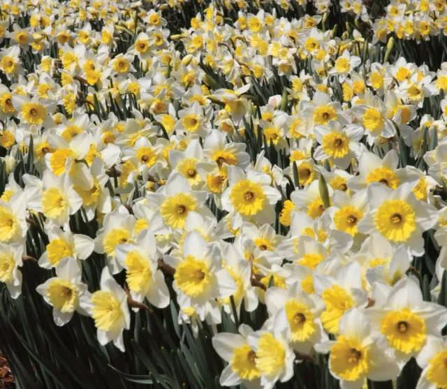 Brent & Becky's Bulbs Ice Follies Narcissus Bulbs Bulk