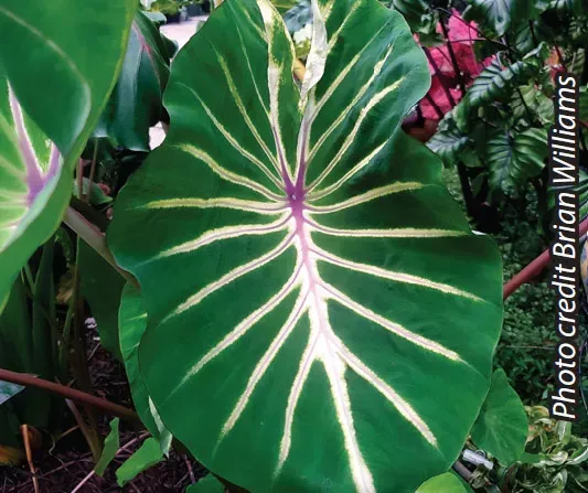 Brent & Becky's Bulbs Colocasia Pharaoh’s Dream tropical plant