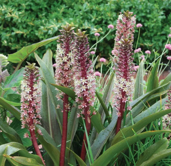 Brent & Becky's Bulbs Eucomis comosa Bulb Fragrant