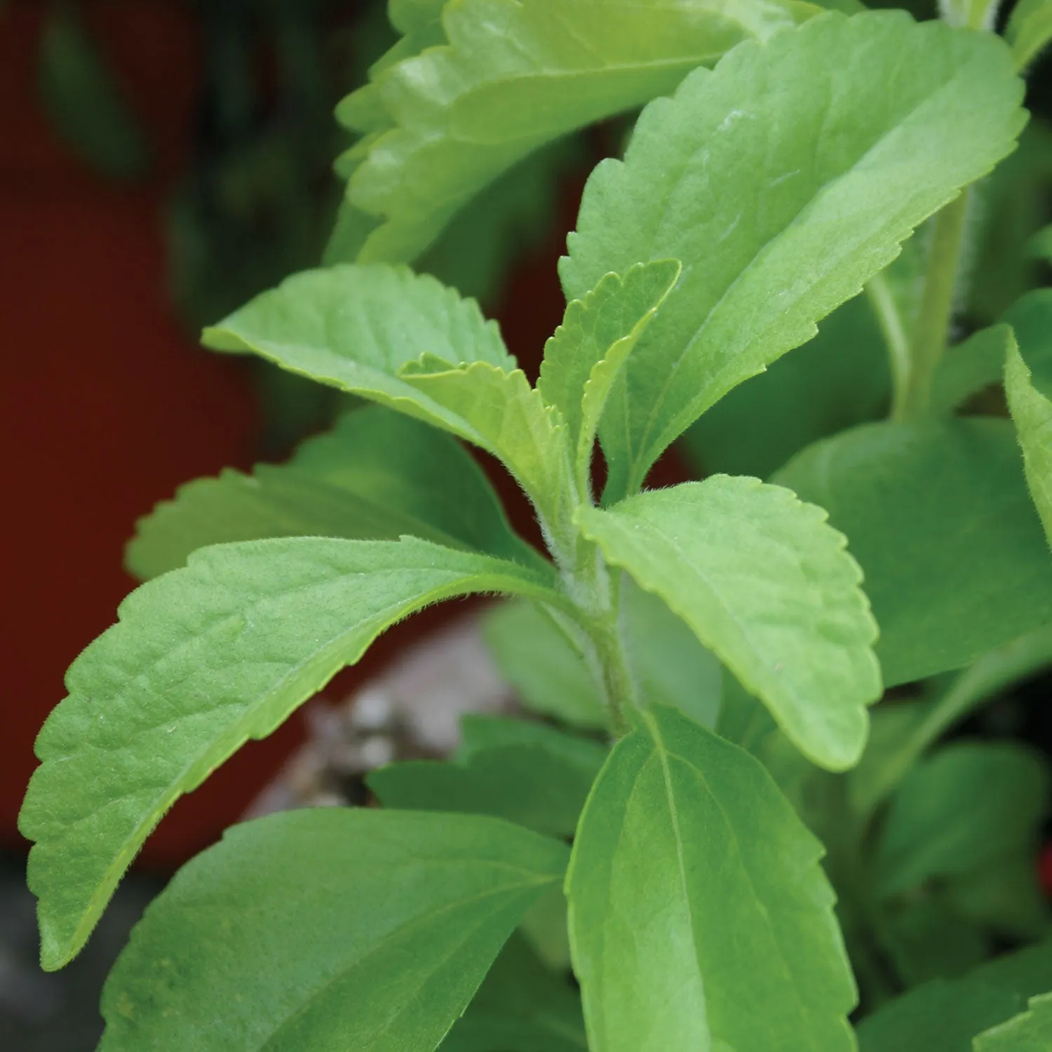 Burpee Sweet Leaf Stevia Herb Seeds Sweet Leaves