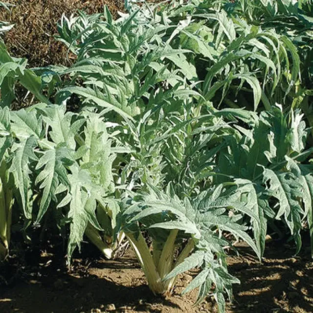 Pinetree Porto Spineless Cardoon Seeds 25 Seeds