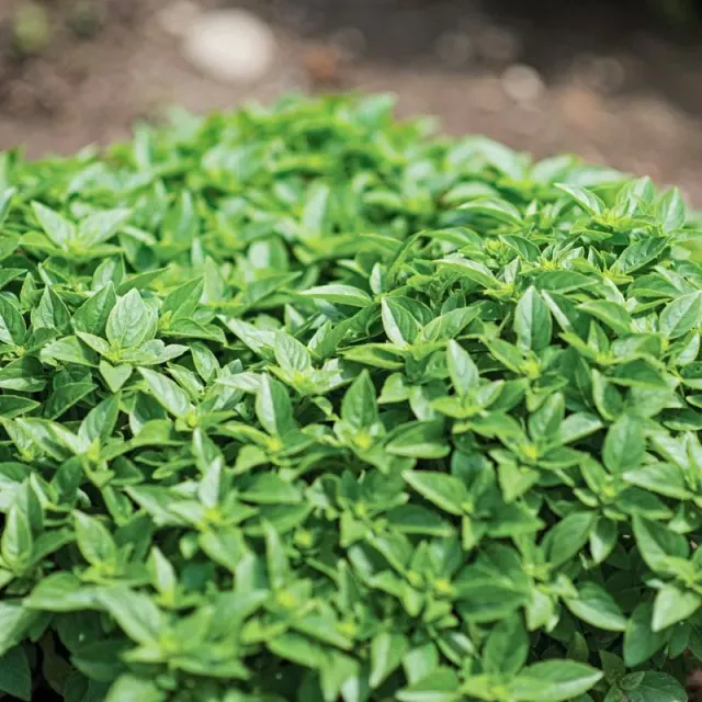 Pinetree Garden Seeds Dwarf Greek Basil Seeds 100 Seeds Container