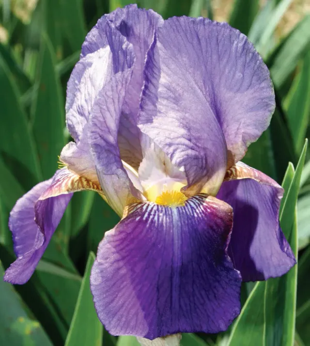 Brent & Becky's Bulbs Lent A. Williamson Iris Plants Fragrant