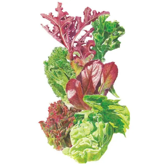 Epic Gardening Gourmet Baby Greens Mesclun Lettuce Seeds