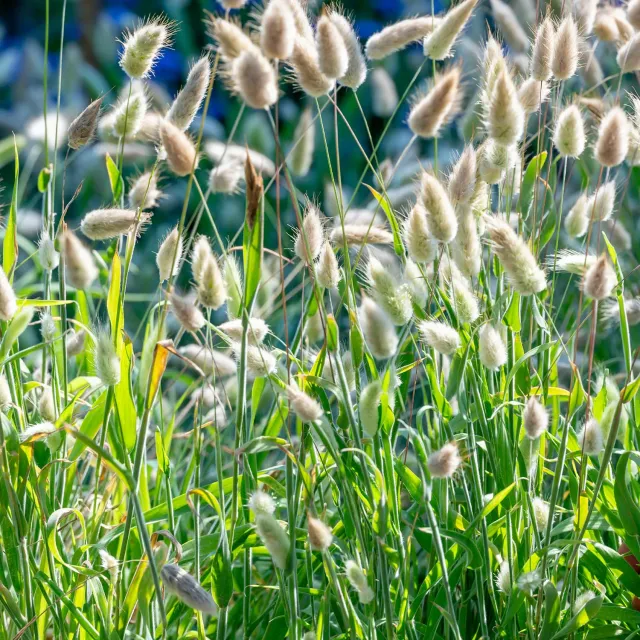Burpee Bunny Ornamental Grass Seeds 100 Seeds White Plumes