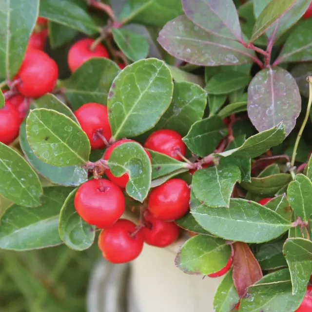 Burpee Wintergreen Herb Live Plant 1 Plant Evergreen