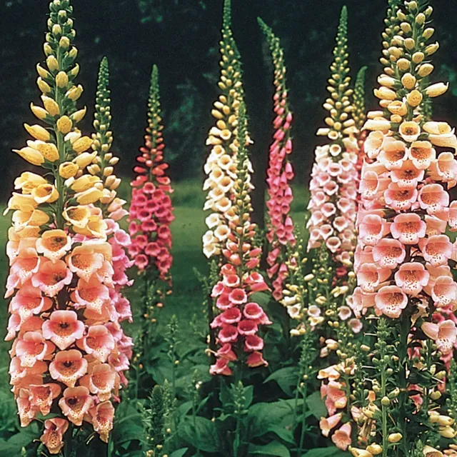 Burpee Excelsior Mix Foxglove Seeds 215 Seeds Speckled