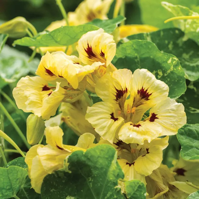 Burpee Troika Nasturtium Flower Seeds