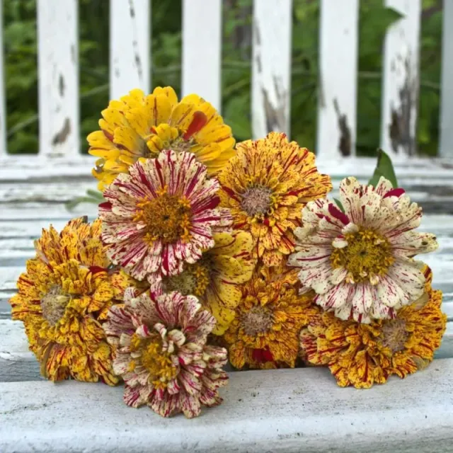 Pinetree Garden Seeds Peppermint Stick Zinnia Seeds 50 Seeds Cut Flower