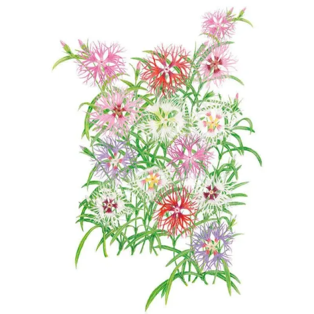 Epic Gardening Rainbow Loveliness Cottage Pinks Seeds