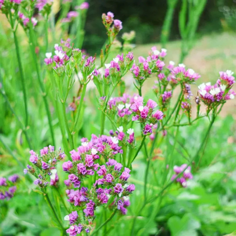 Pinetree Garden Seeds Roselight Statice Flower Seeds 25 Seeds Pink
