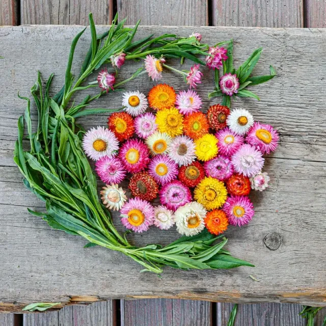 Pinetree Garden Seeds Dwarf Mix Strawflower Seeds 60 Seeds Full Sun