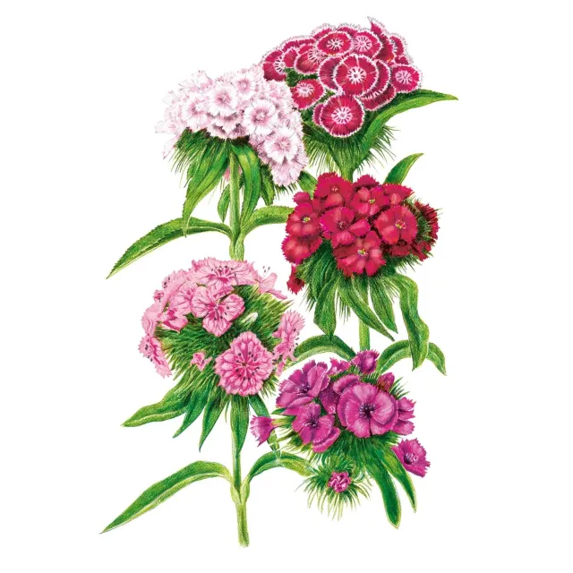 Epic Gardening Double Blend Sweet William Flower Seeds Biennial