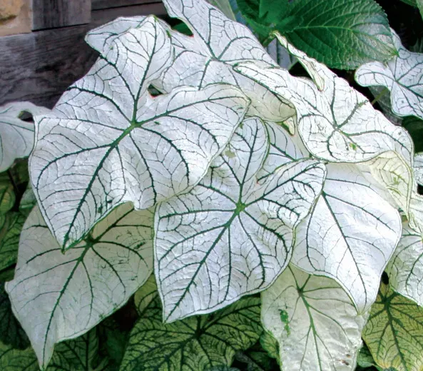 Brent & Becky's Bulbs Caladium Candidum Sr. Tubers Shade