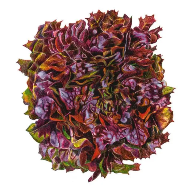 Epic Gardening Brentwood Leaf Lettuce Vegetable Seeds Organic