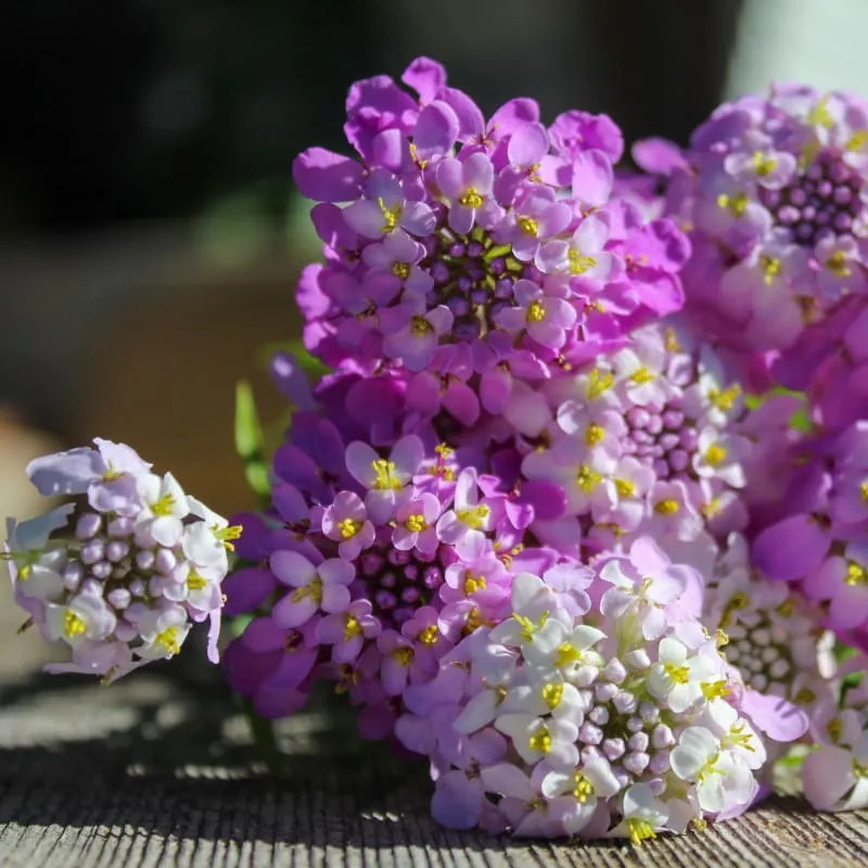 Pinetree Garden Seeds Fairy Mix Candytuft Seeds 100 Full Sun