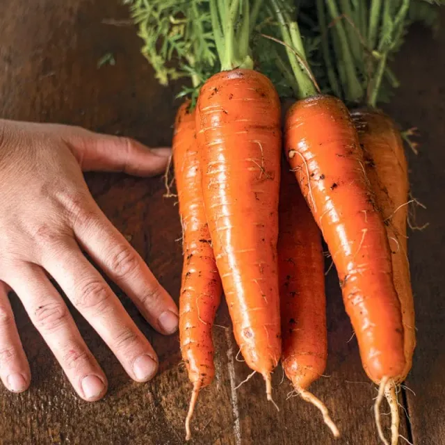 Pinetree Garden Seeds Kuroda Carrot Seeds 300 Seeds Storage