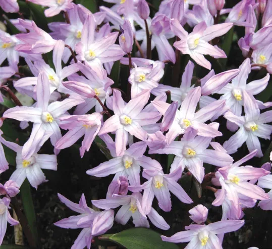 Brent & Becky's Bulbs Chionodoxa Pink Giant Glory of Snow Bulbs