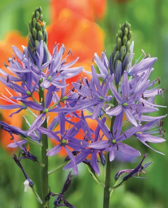 Brent & Becky's Camassia Leichtlinii Blue Danube Bulbs