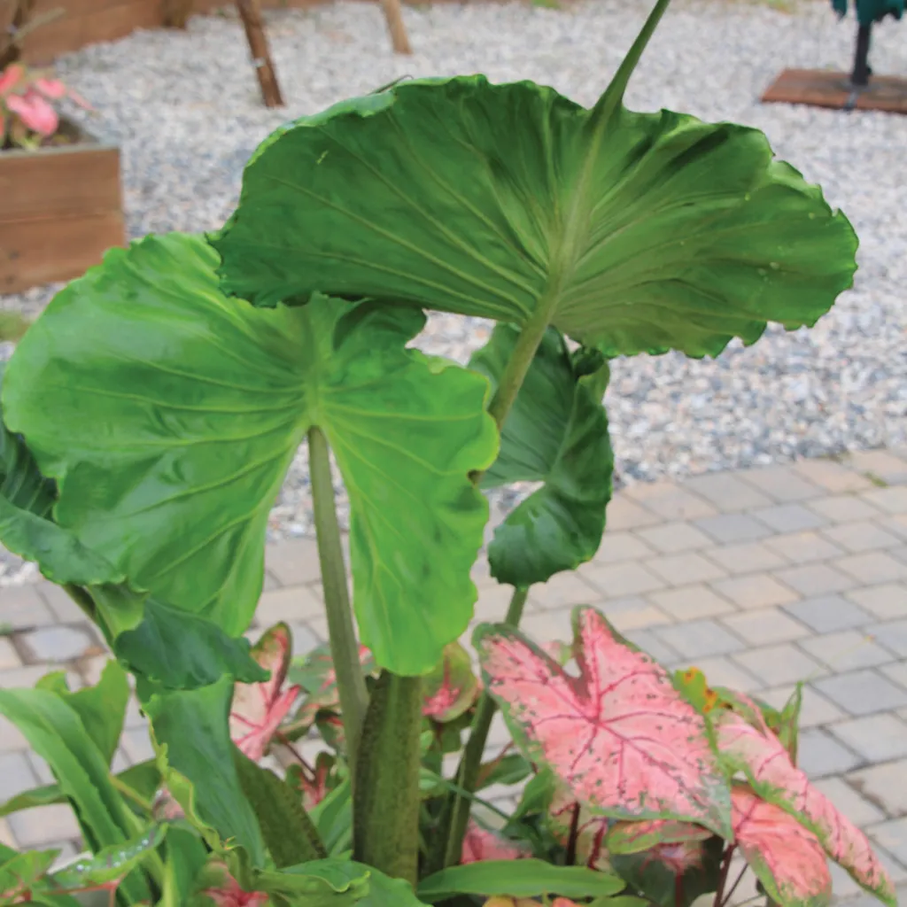 Brent & Becky's Bulbs Alocasia Stingray Live Plant 4-Inch Pot
