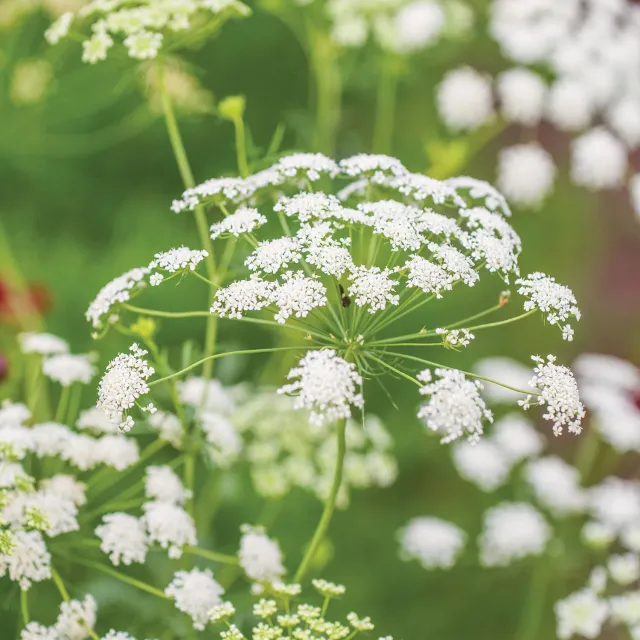 Burpee Ammi Majus Laceflower Seeds 500 Seeds White