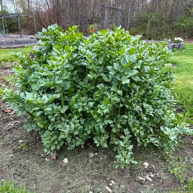 Pinetree Garden Seeds Lovage Herb Seeds 100 Seeds Perennial