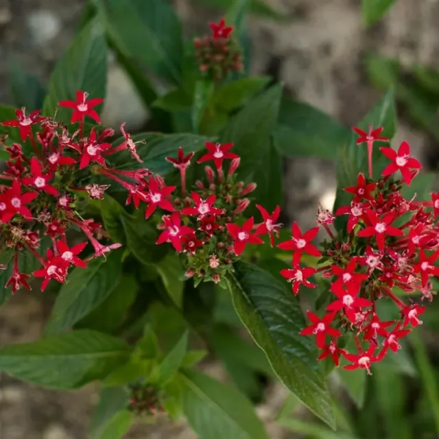 Pinetree Garden Seeds Graffiti Pentas Seeds 10 Heat Tolerant