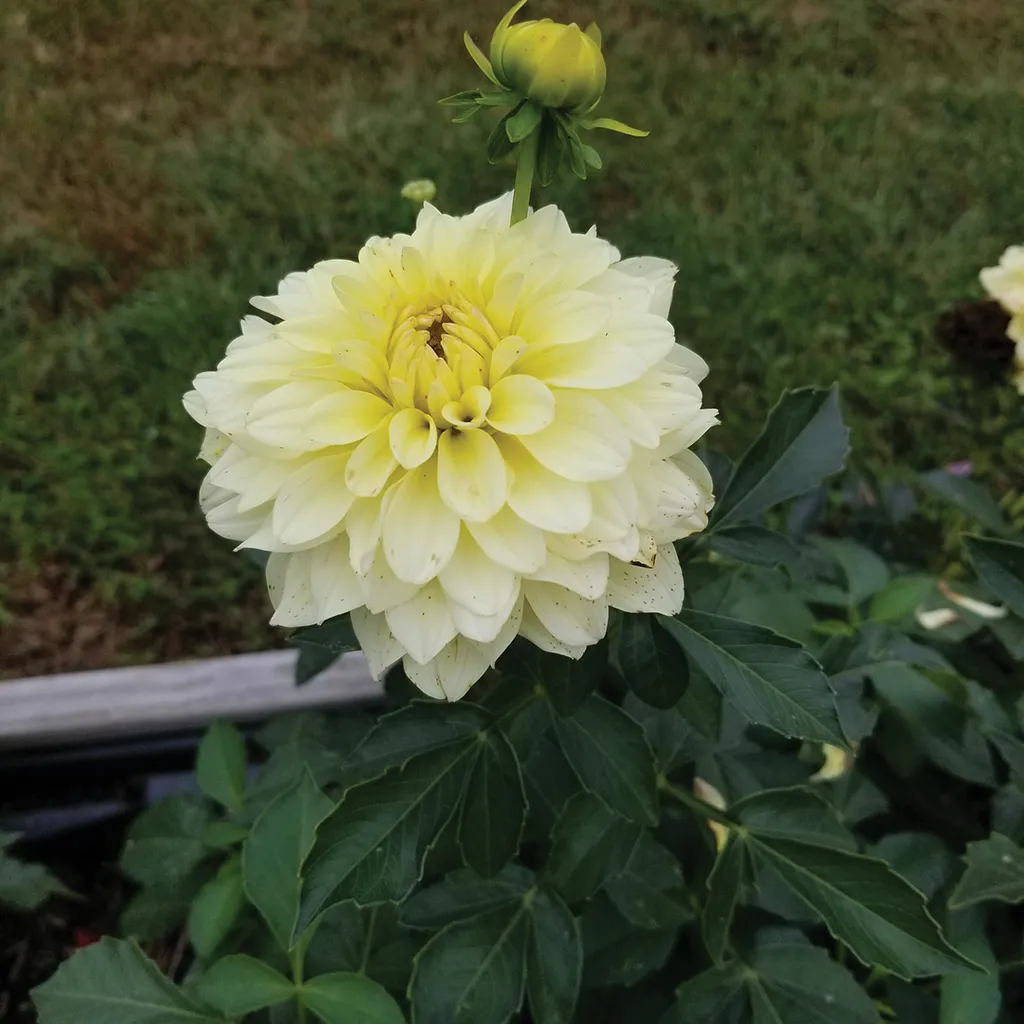 Brent & Becky's Bulbs Dahlia Gallery Serenade dahlia tuber