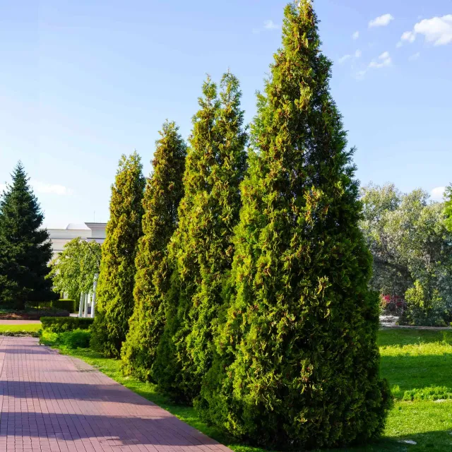 Epic Gardening Thuja Virginian™ Evergreen Tree
