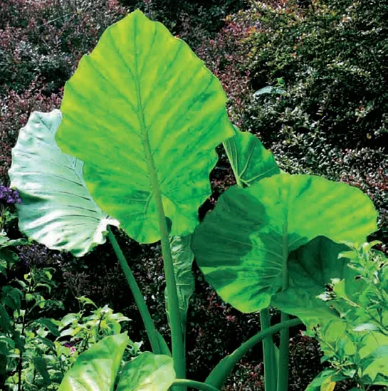 Brent & Becky's Bulbs California Elephant Ear Tuber