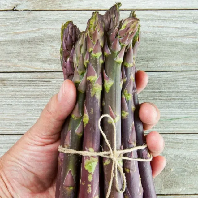 Pinetree Sweet Purple Asparagus Seeds 25 Pack Heirloom