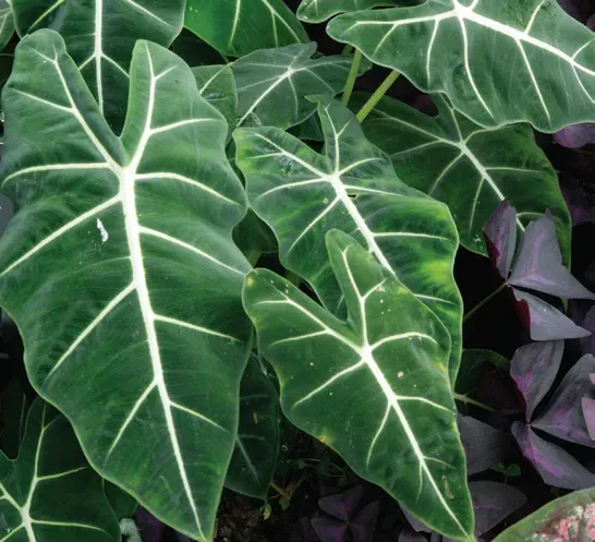Brent & Becky's Bulbs Alocasia Frydek Tropical Plant