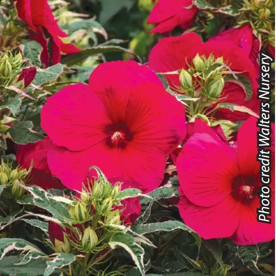 Brent & Becky's Bulbs Summer Carnival Hibiscus Plant Pollinator