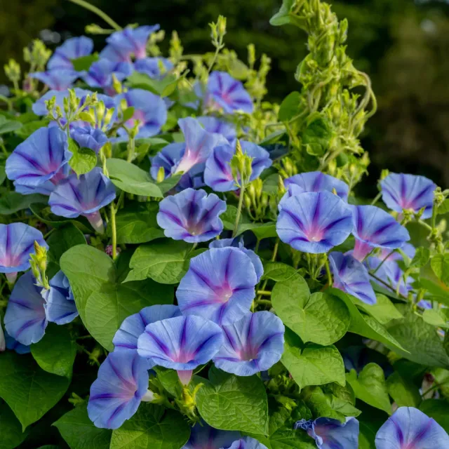Burpee Happiness Morning Glory Seeds 50 Seeds Blue